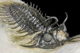 Short-Fork Walliserops Hammi Trilobite - Foum Zguid, Morocco #161462-7